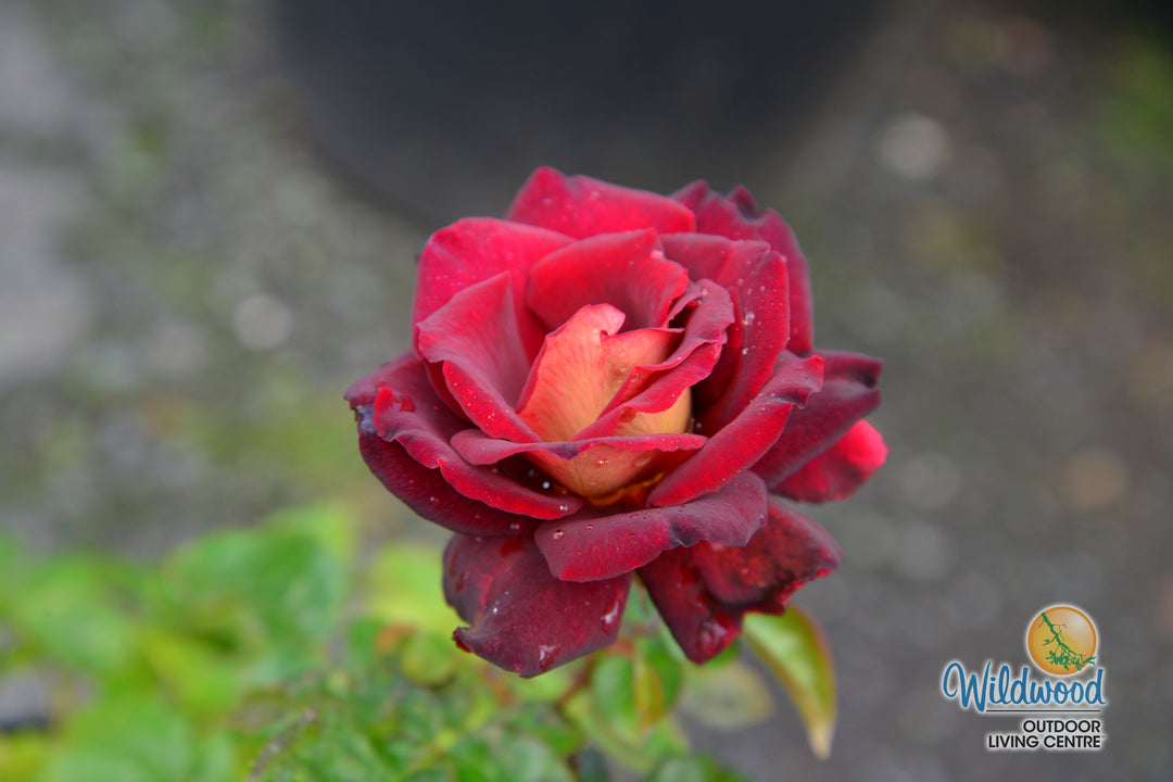 Dark Night - Star Roses and Plants