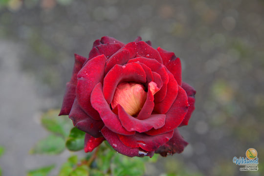 Dark Night - Star Roses and Plants