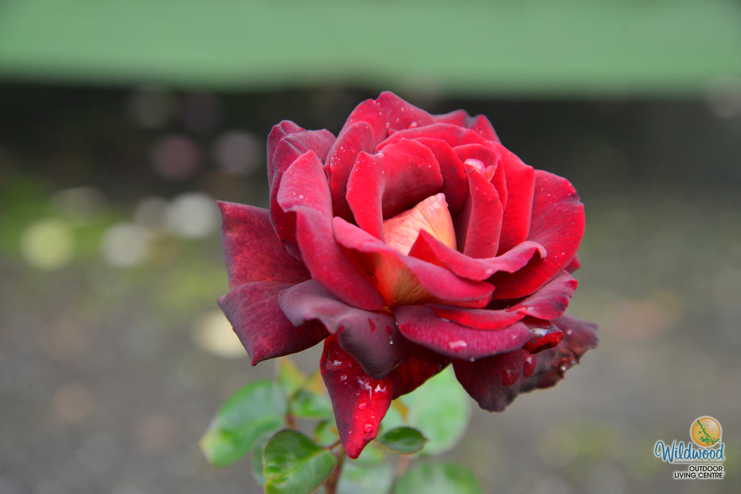 Dark Night - Star Roses and Plants