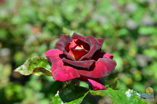 Dark Night - Star Roses and Plants