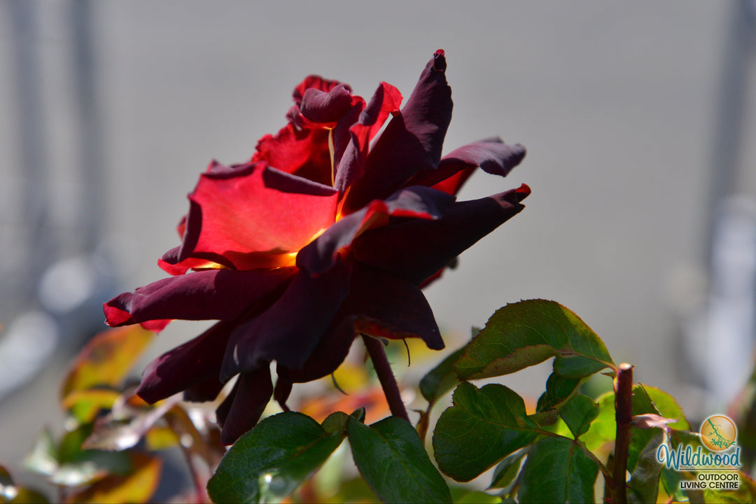 Dark Night - Star Roses and Plants