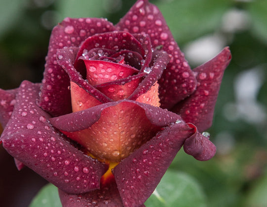 Dark Night - Star Roses and Plants