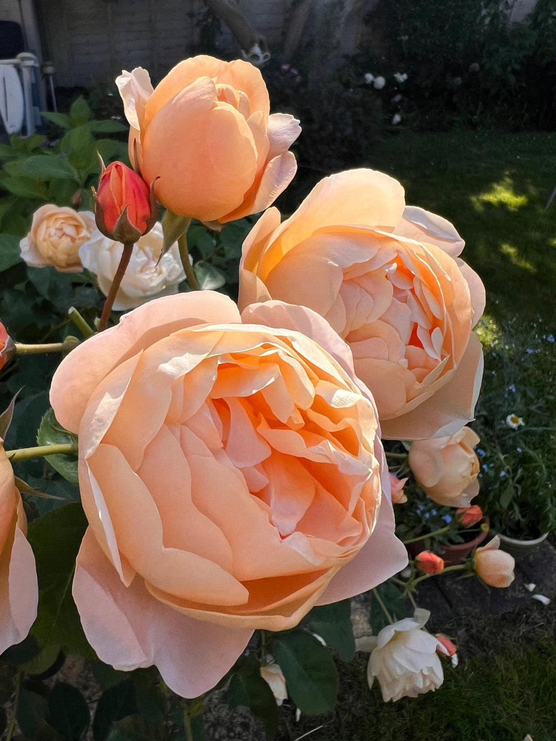 Dannahue - David Austin Rose