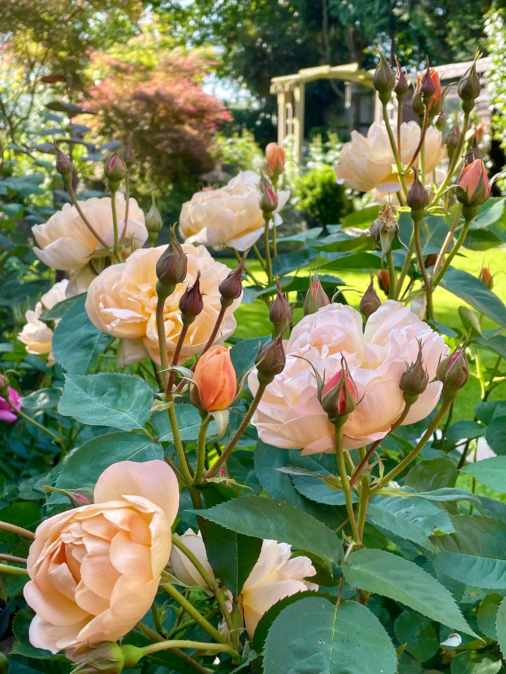 Dannahue - David Austin Rose
