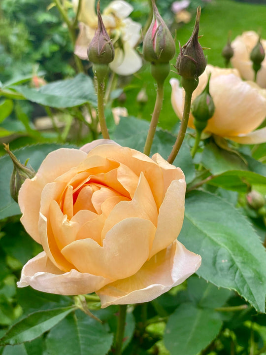 Dannahue - David Austin Rose