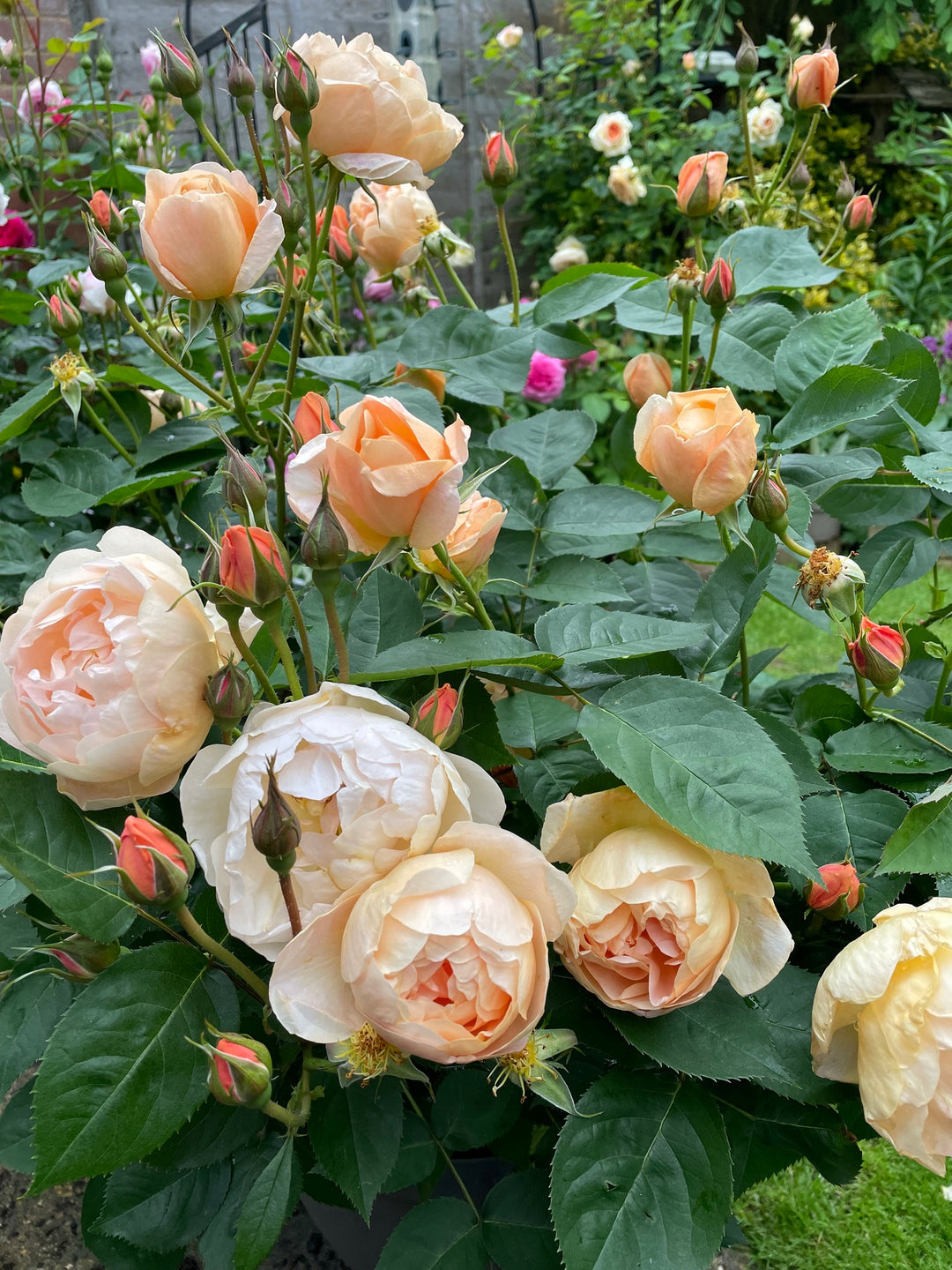 Dannahue - David Austin Rose