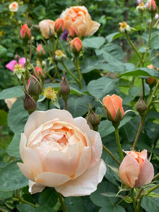 Dannahue - David Austin Rose