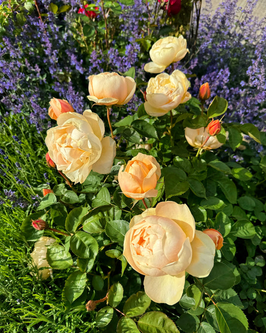 Dannahue - David Austin Rose