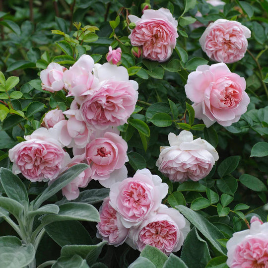 Wildeve - David Austin Roses