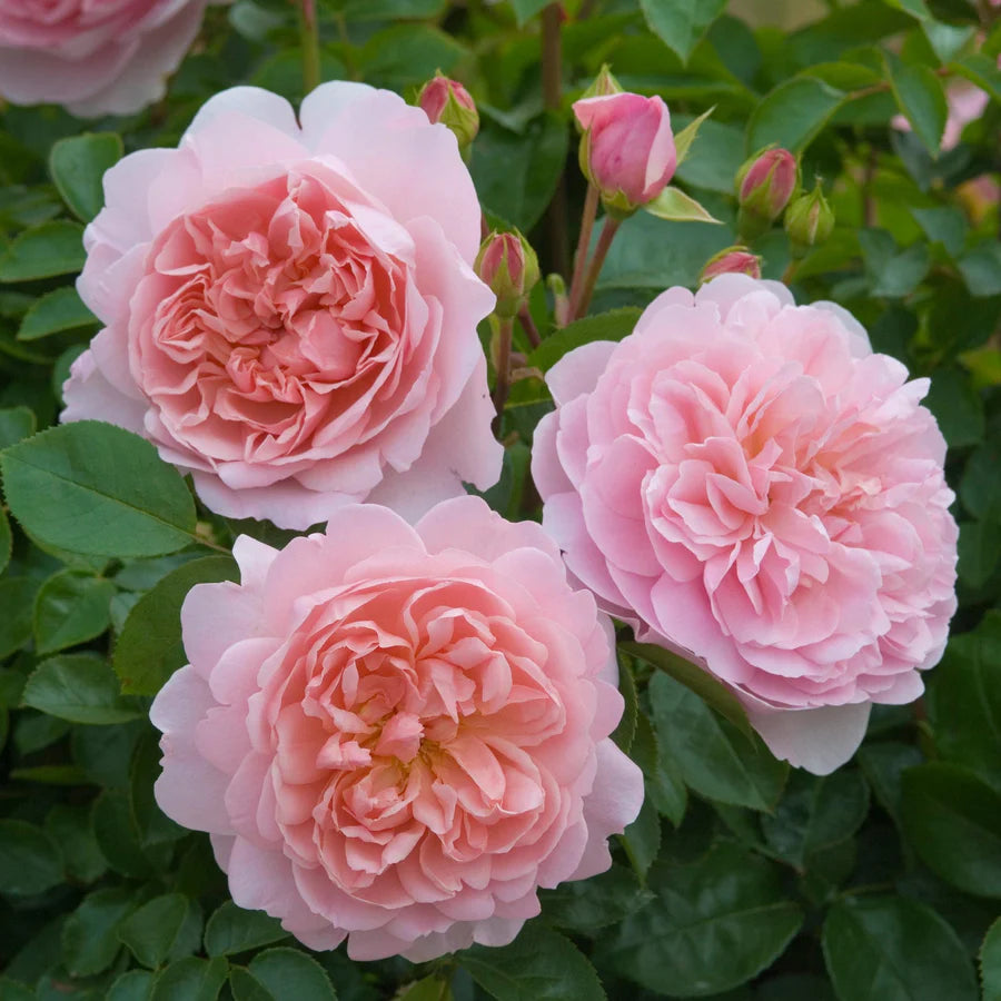 Wildeve - David Austin Roses