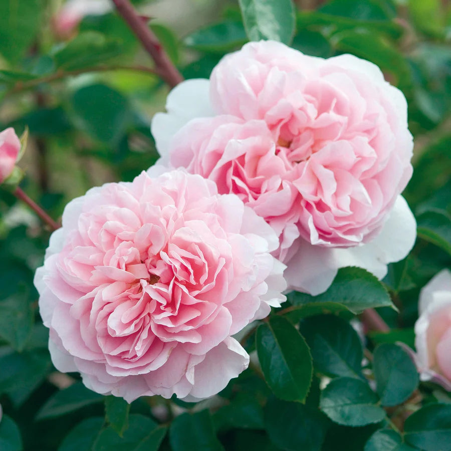 Wildeve - David Austin Roses