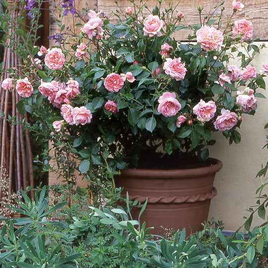 Wildeve - David Austin Roses