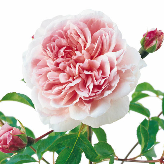 Wildeve - David Austin Roses