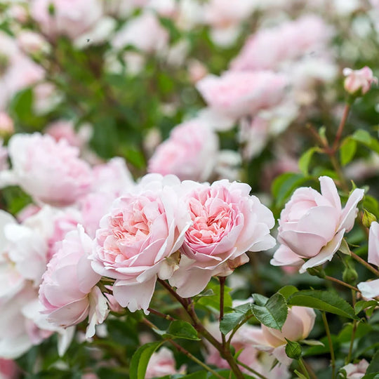 Wildeve - David Austin Roses