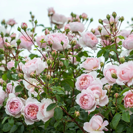 Wildeve - David Austin Roses