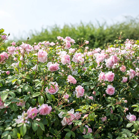 Wildeve - David Austin Roses