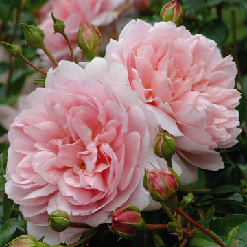 Wildeve - David Austin Roses