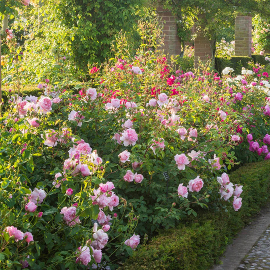 Wildeve - David Austin Roses