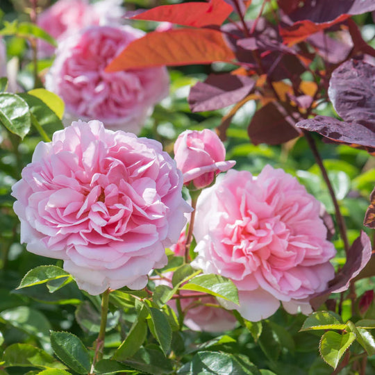 Wildeve - David Austin Roses