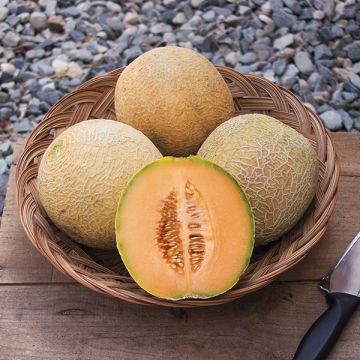 Melon Delicious 51 - Pacific Northwest Seeds