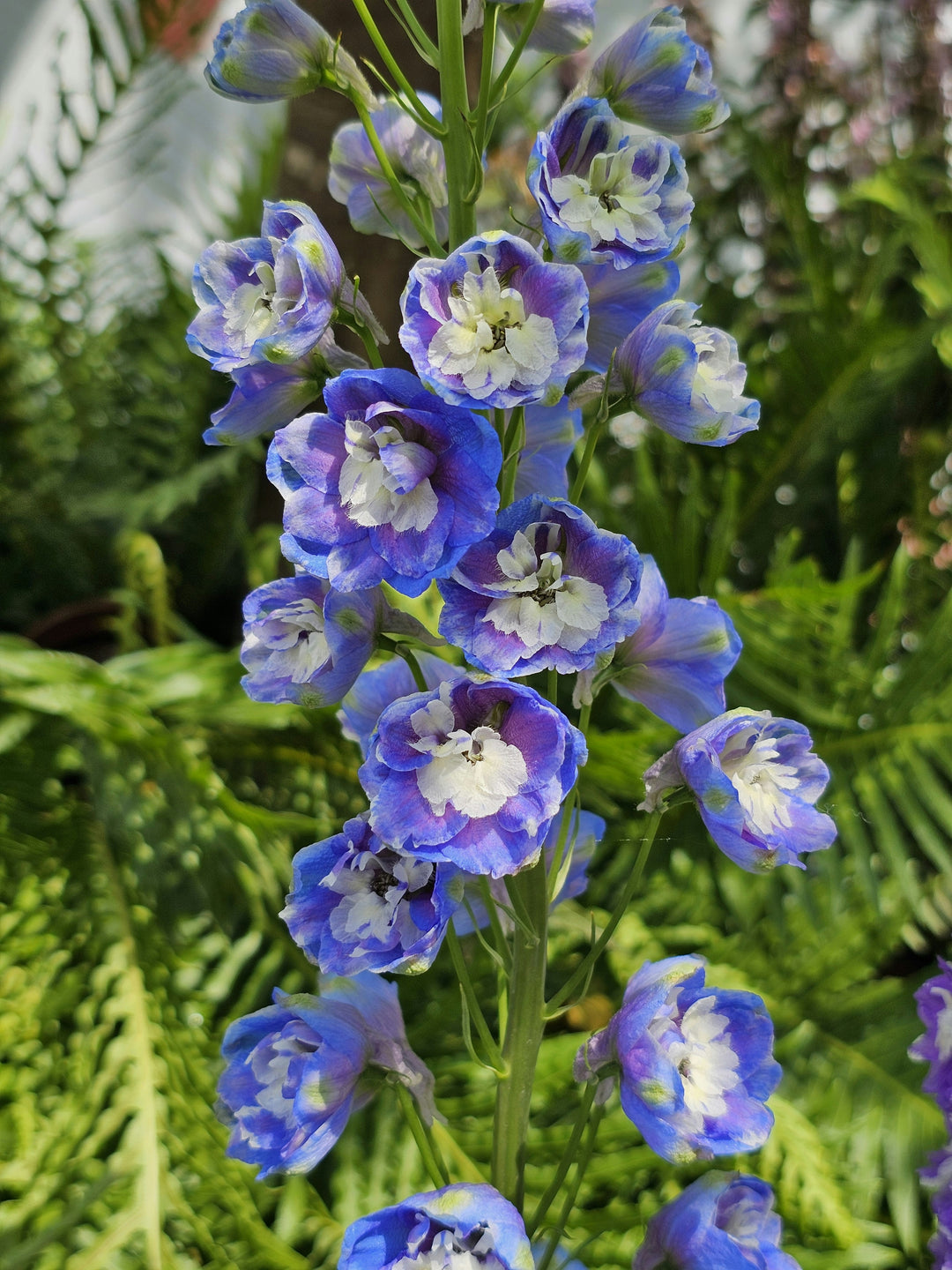 Delphinium - Aurora Deep Purple, 1 Pack