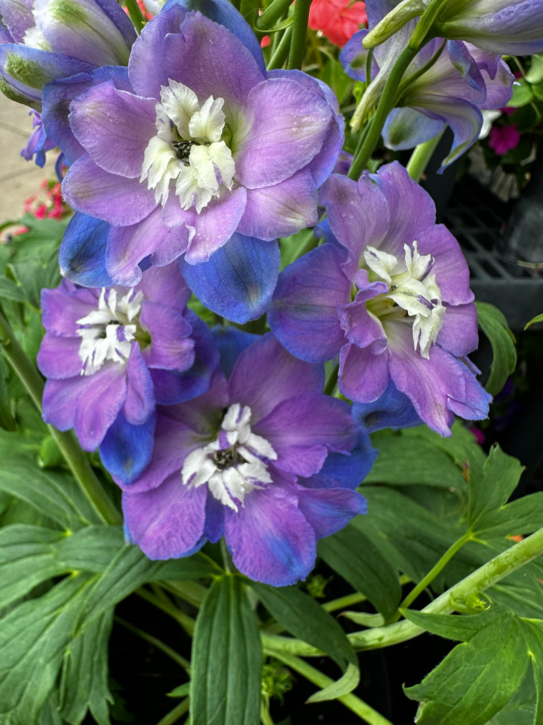 Delphinium - Aurora Deep Purple, 1 Pack