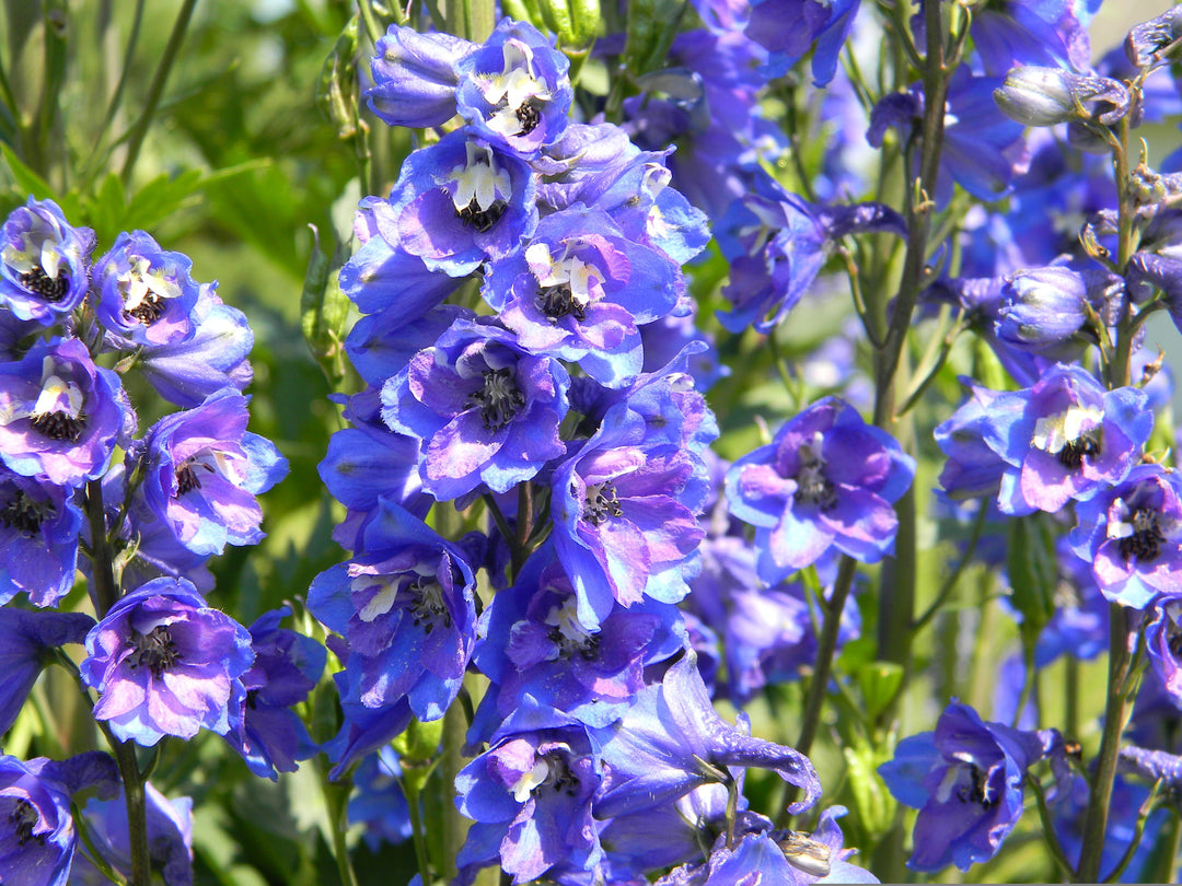 Delphinium - Blue Butterfly, 1 Pack