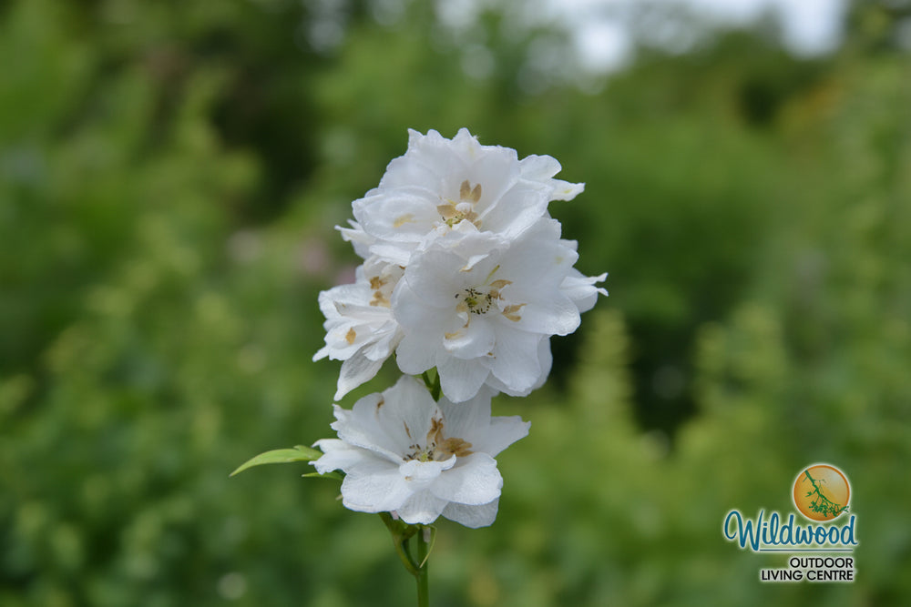 Delphinium - Aurora White, 1 Pack