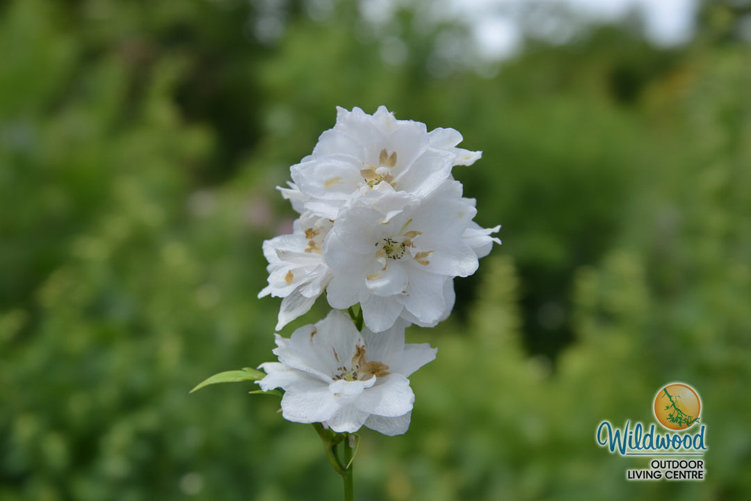 Delphinium - Aurora White, 1 Pack