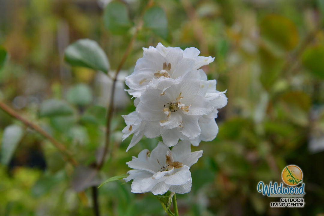 Delphinium - Aurora White, 1 Pack