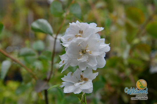 Delphinium - Aurora White, 1 Pack