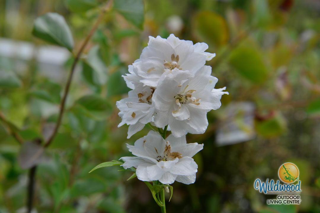 Delphinium - Aurora White, 1 Pack