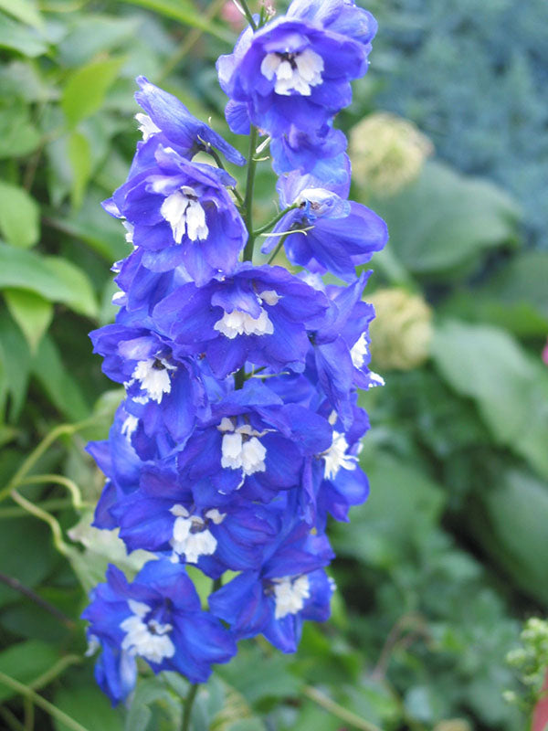 Delphinium - Dark Blue White Bee, 1 Pack