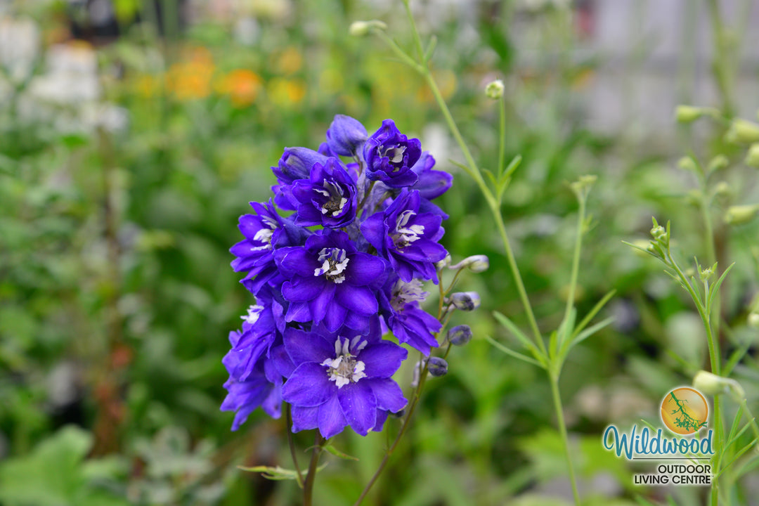 Delphinium - Dark Blue White Bee, 1 Pack