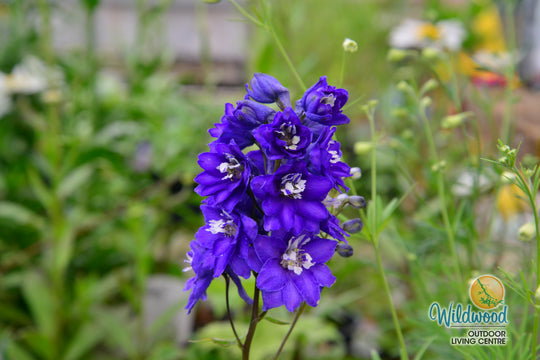 Delphinium - Dark Blue White Bee, 1 Pack