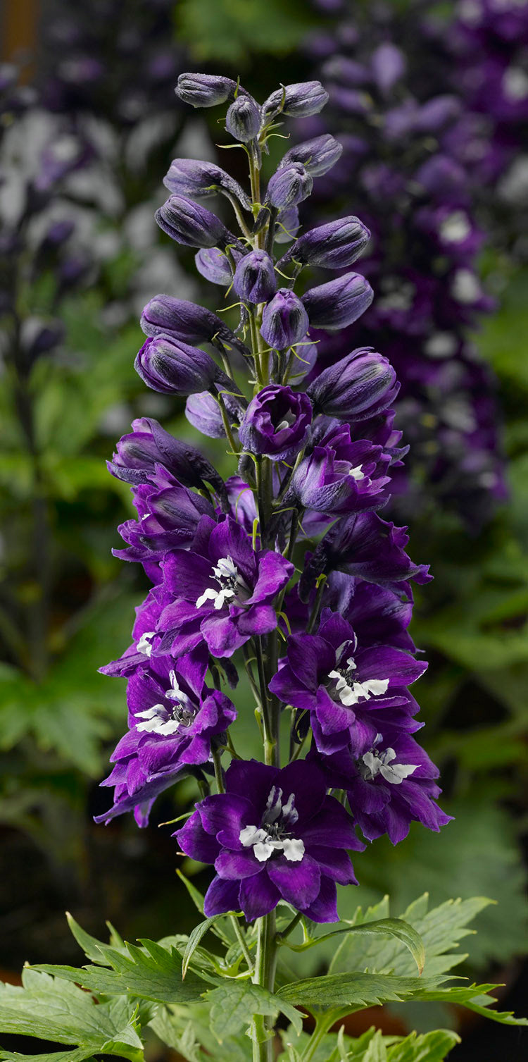 Delphinium - Dark Blue White Bee, 1 Pack