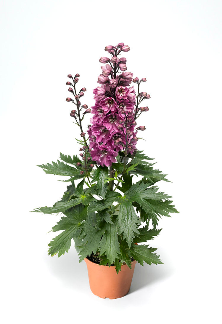 Delphinium - Rose White Bee, 1 Pack