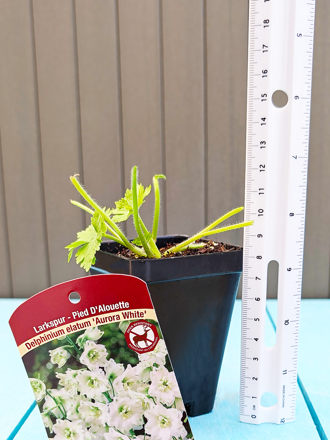 DelphiniumElatum_AuroraWhite