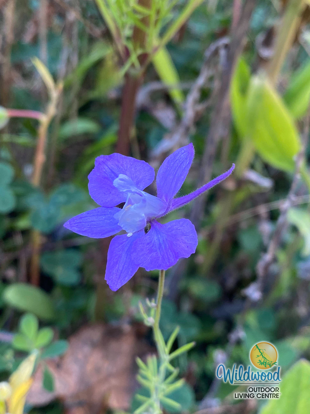 Delphinium - Blue Butterfly, 1 Pack