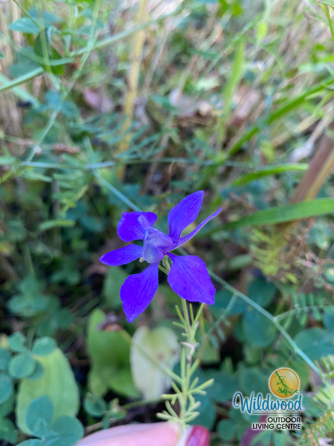 Delphinium - Blue Butterfly, 1 Pack