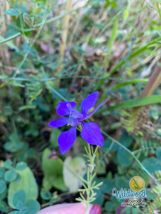 Delphinium - Blue Butterfly, 1 Pack