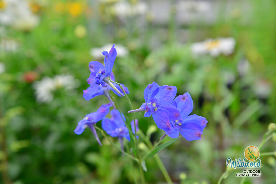 Delphinium - Blue Butterfly, 1 Pack
