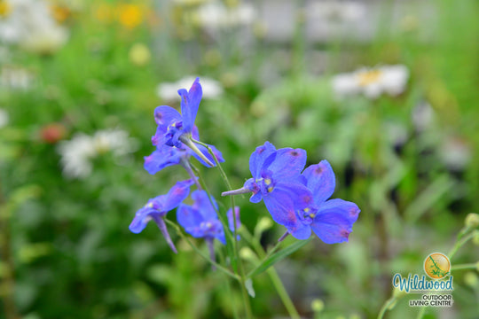 Delphinium - Blue Butterfly, 1 Pack