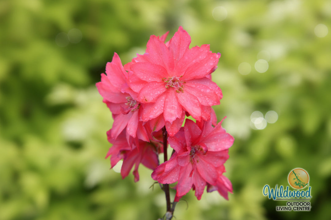 Delphinium - Red Lark, 1 Pack