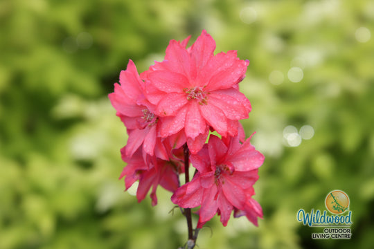 Delphinium - Red Lark, 1 Pack