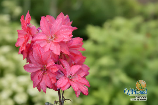 Delphinium - Red Lark, 1 Pack