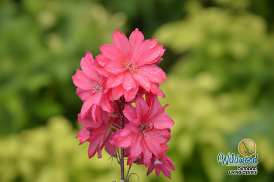 Delphinium - Red Lark, 1 Pack