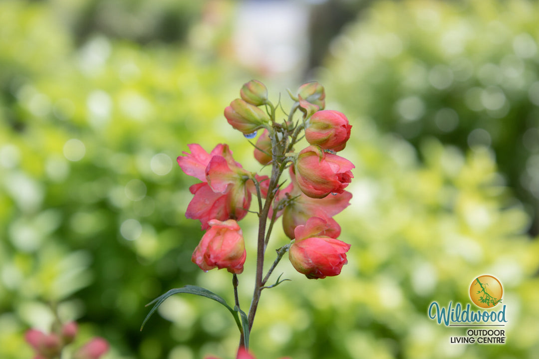 Delphinium - Red Lark, 1 Pack