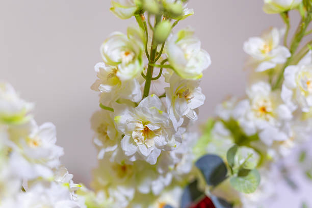 Delphinium - Aurora White, 1 Pack