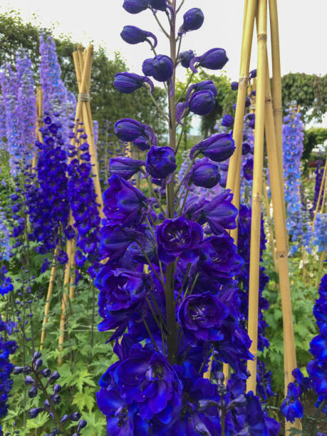 Delphinium - Magic Fountains Dark Blue/Dark Bee, 1 Pack